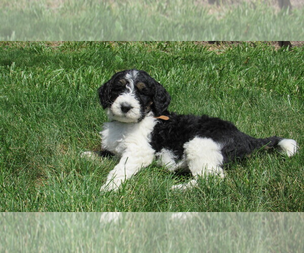 Medium Photo #2 Bernedoodle Puppy For Sale in BIG ROCK, IL, USA