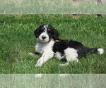 Small #1 Bernedoodle