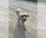 Small Photo #1 Labrador Retriever Puppy For Sale in ARGYLE, WI, USA