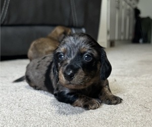 Dachshund Puppy for Sale in MECHANICSVILLE, Virginia USA