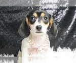 Puppy ACA Nora Dachshund