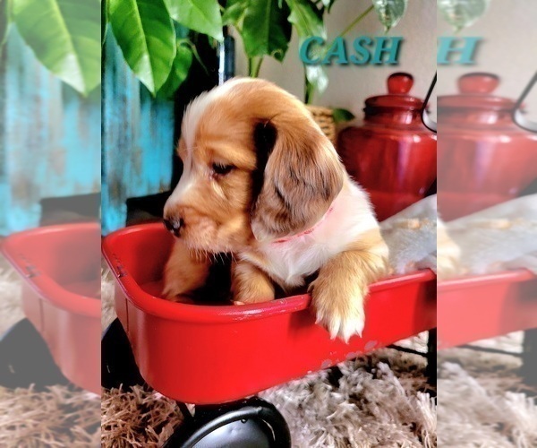 Medium Photo #13 Dachshund Puppy For Sale in THORNTON, CO, USA