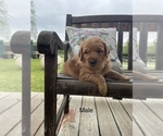 Small Photo #2 Golden Retriever Puppy For Sale in CHELSEA, OK, USA