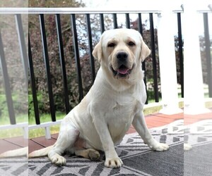 Father of the Labrador Retriever puppies born on 02/11/2025
