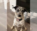 Small #4 Labrador Retriever Mix