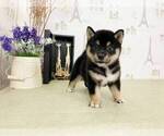 Small Photo #4 Shiba Inu Puppy For Sale in SEATTLE, WA, USA