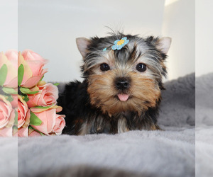 Yorkshire Terrier Puppy for sale in LOS ANGELES, CA, USA
