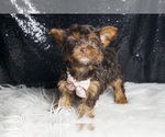 Small #5 Yorkshire Terrier