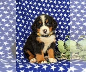 Bernese Mountain Dog Puppy for sale in NEW HOLLAND, PA, USA