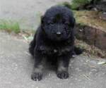 Small #37 German Shepherd Dog