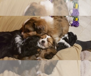 Auss-Tzu Puppy for sale in SAINT CLOUD, MN, USA