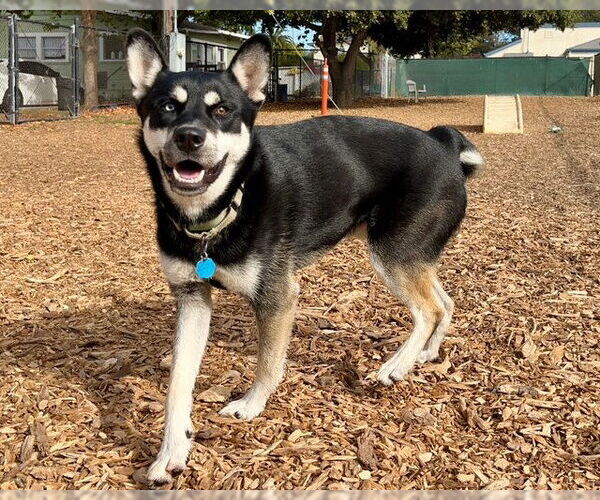 Medium Photo #2 Siberian Husky-Unknown Mix Puppy For Sale in Santa Cruz, CA, USA