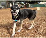 Small #1 Siberian Husky Mix