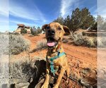 Small Photo #182 Mutt Puppy For Sale in Kanab, UT, USA