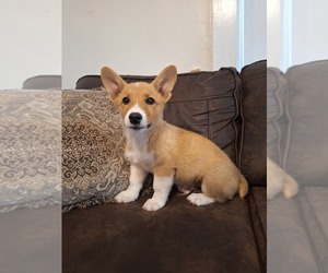 Pembroke Welsh Corgi Litter for sale in SHILOH, OH, USA