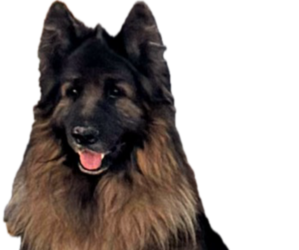 Medium Photo #1 King Shepherd Puppy For Sale in PEACH SPRINGS, AZ, USA