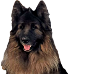 Father of the King Shepherd puppies born on 08/30/2025