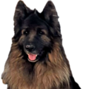 Small Photo #1 King Shepherd Puppy For Sale in PEACH SPRINGS, AZ, USA