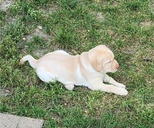 Labrador Retriever Puppy for Sale in OMAHA, Nebraska USA