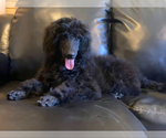 Puppy AKC Black girl Poodle (Standard)