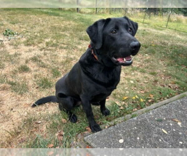 Medium Photo #1 Labrador Retriever Puppy For Sale in McKinleyville, CA, USA