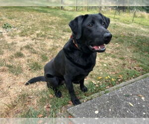Labrador Retriever Dogs for adoption in McKinleyville, CA, USA