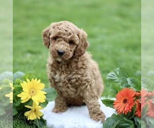 Goldendoodle (Miniature) Puppy for sale in RONKS, PA, USA