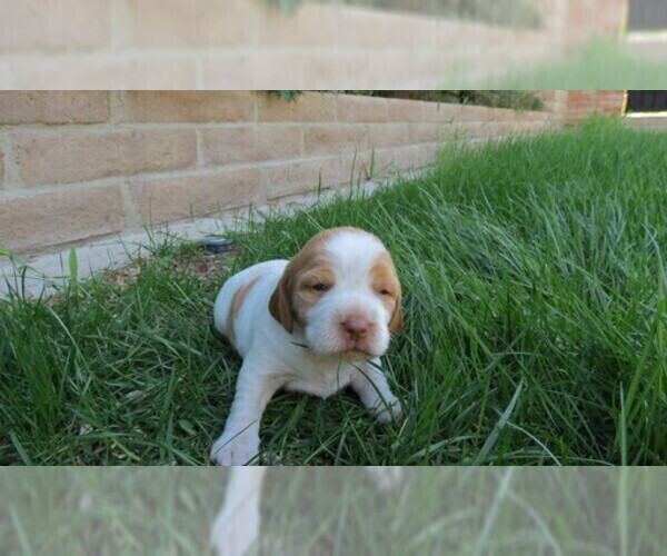 Medium Photo #3 Brittany Puppy For Sale in RIDGECREST, CA, USA