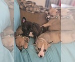 Small American Pit Bull Terrier-Siberian Husky Mix