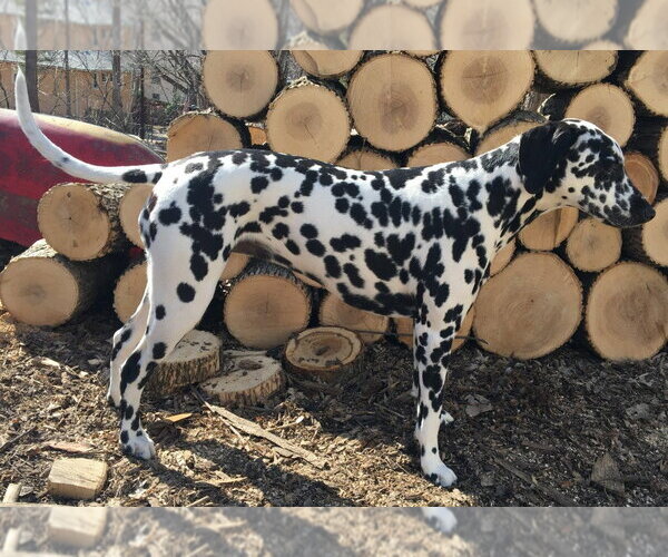 Medium Photo #5 Dalmatian Puppy For Sale in Minneapolis, MN, USA