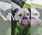 Small #8 American Bulldog Mix
