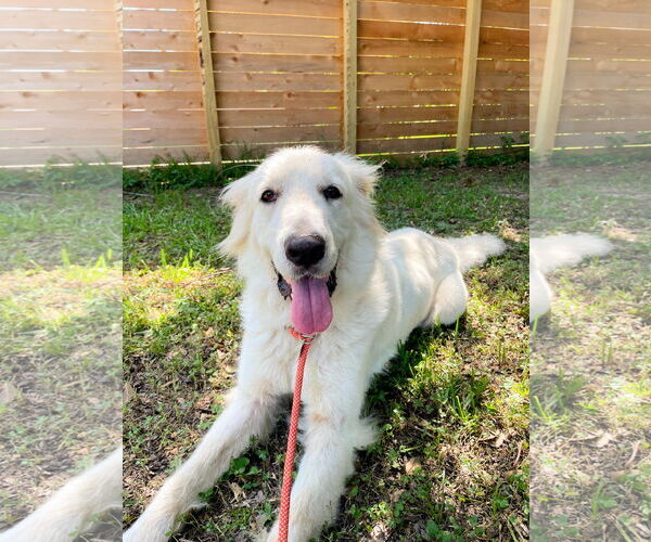 Medium Photo #7 Great Pyrenees Puppy For Sale in Spring, TX, USA