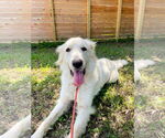 Small #6 Great Pyrenees