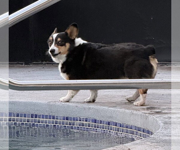 Medium Photo #3 Mutt Puppy For Sale in Valrico, FL, USA