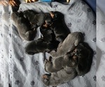 Small #17 Doberman Pinscher