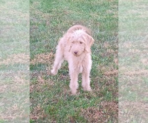 Double Doodle Puppy for sale in JEFFERSONTOWN, KY, USA
