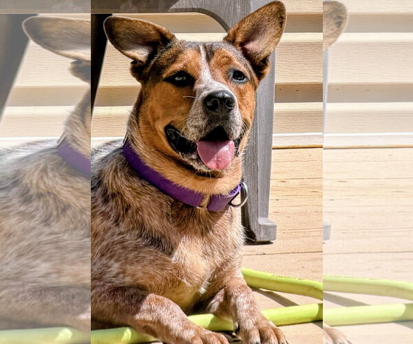 Medium Photo #1 Mutt Puppy For Sale in Rockaway, NJ, USA
