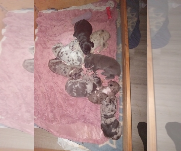 Medium Photo #1 Cane Corso Puppy For Sale in BOSTON, PA, USA
