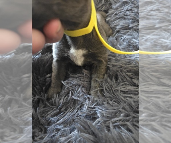 Medium Photo #5 Cane Corso Puppy For Sale in HENRY, VA, USA