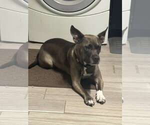 American Pit Bull Terrier-Unknown Mix Dogs for adoption in Calhoun, GA, USA