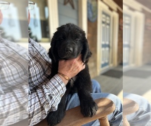 Medium Newfoundland