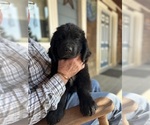 Puppy Orange male Newfoundland