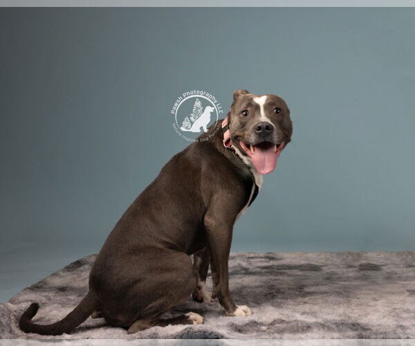Medium Photo #6 American Pit Bull Terrier Puppy For Sale in Minneapolis, MN, USA