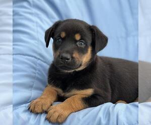 Mutt Dogs for adoption in San Diego, CA, USA