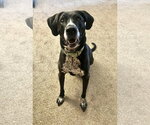 Small #4 Bluetick Coonhound Mix