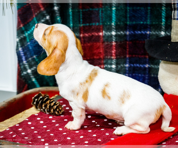 Medium Photo #9 Dachshund Puppy For Sale in WAKARUSA, IN, USA