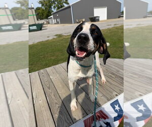 Buster - Male Coonhound-Unknown Mix Dog for Adoption - Photo #3