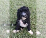 Puppy Cooper Bernese Mountain Dog-Portuguese Water Dog Mix