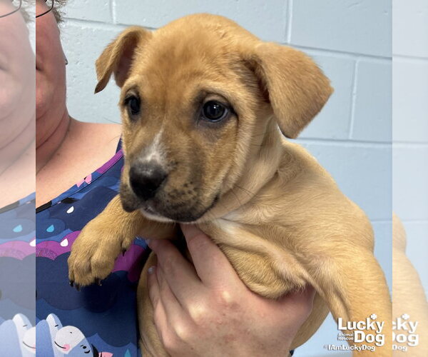 Medium Photo #2 Labrador Retriever-Unknown Mix Puppy For Sale in Washington, DC, USA