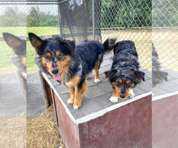 Medium Photo #2 Australian Shepherd-Pembroke Welsh Corgi Mix Puppy For Sale in Unionville, PA, USA